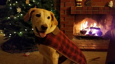 bear in xmas vest